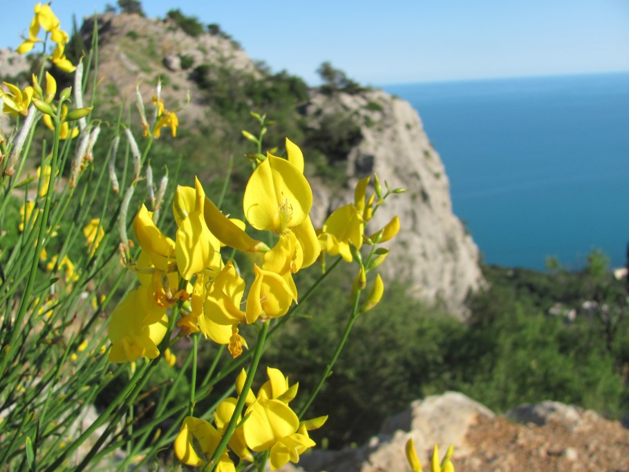 Дрок германский (Genista Germanica)
