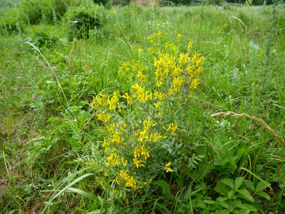 Дрок лидийский