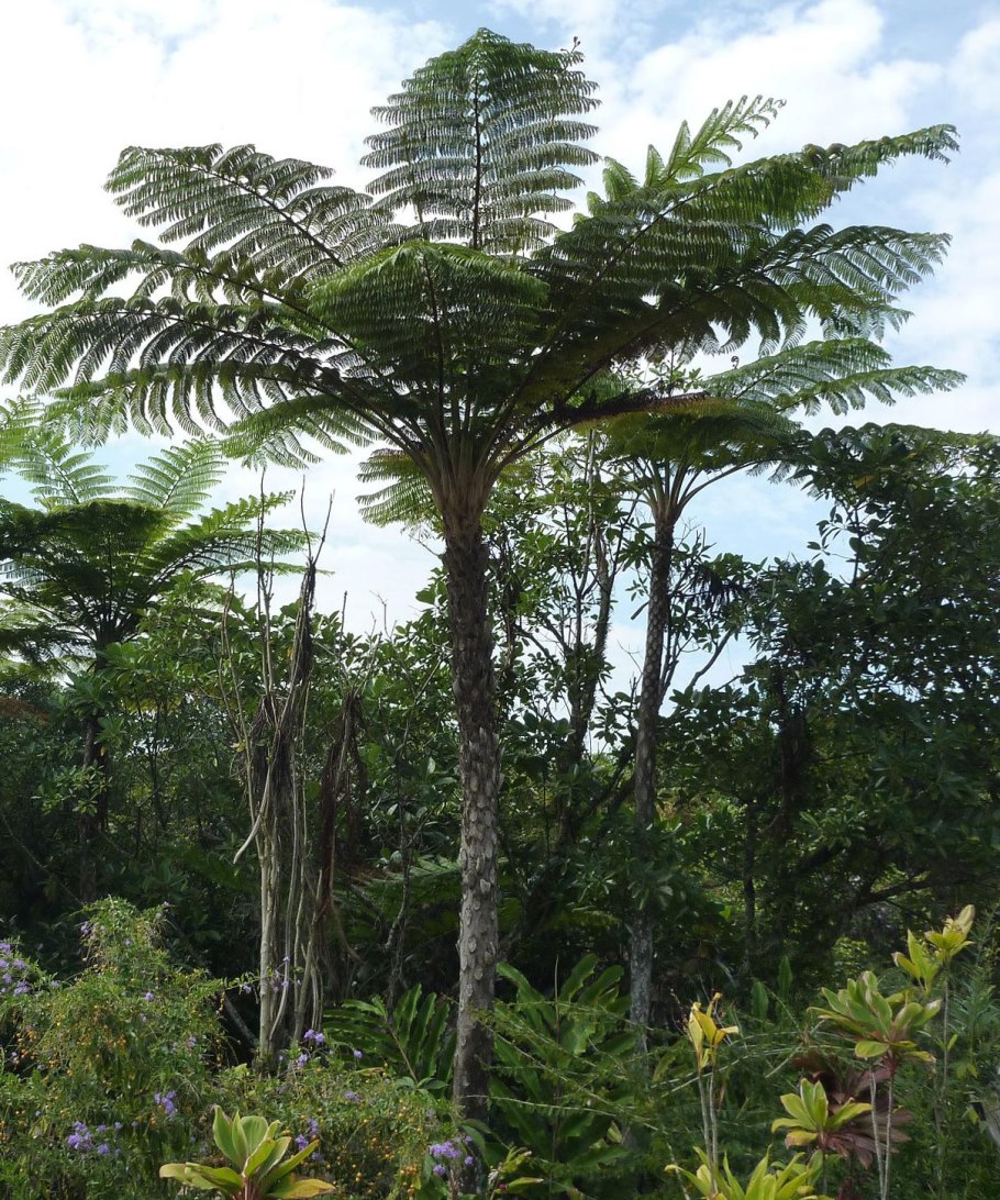 Циатея Брауна