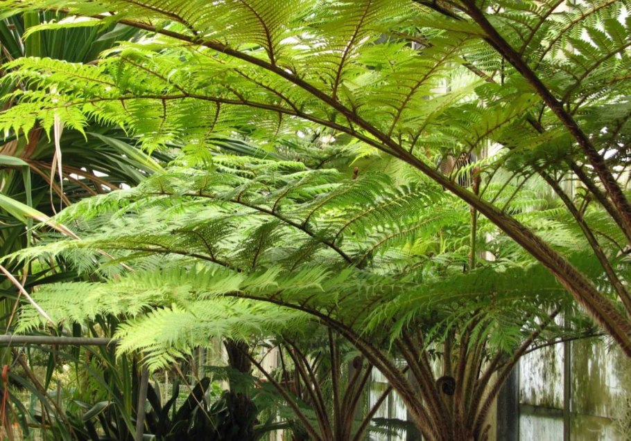 Папоротник древовидный Тирсоптерис