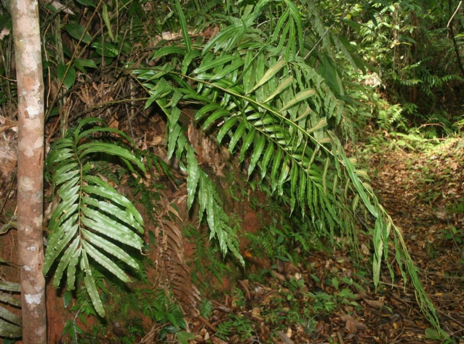 Cyathea medullaris