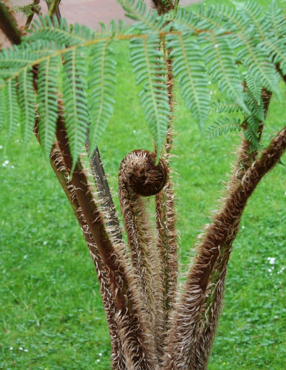 Древовидные папоротники Австралии