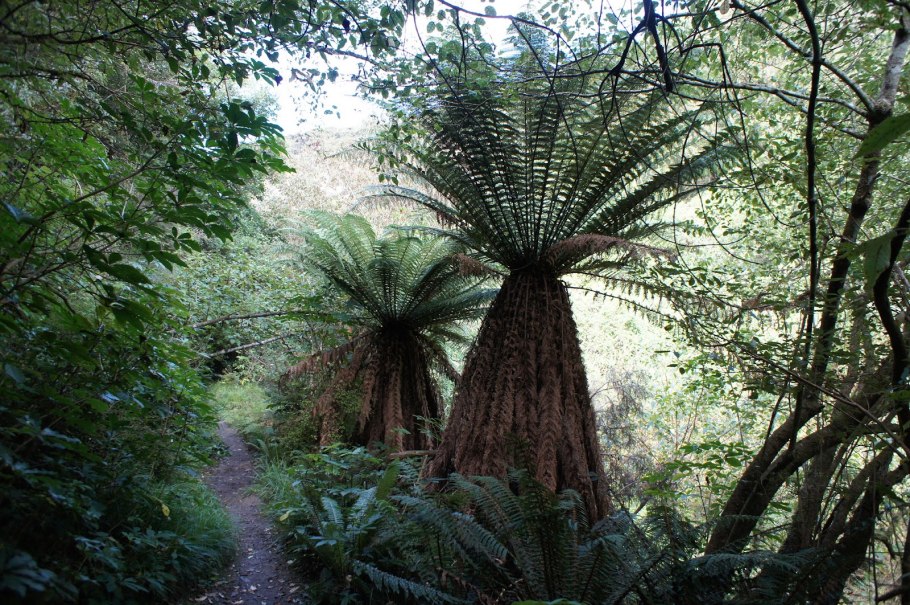 Новая Зеландия Папоротниковый лес