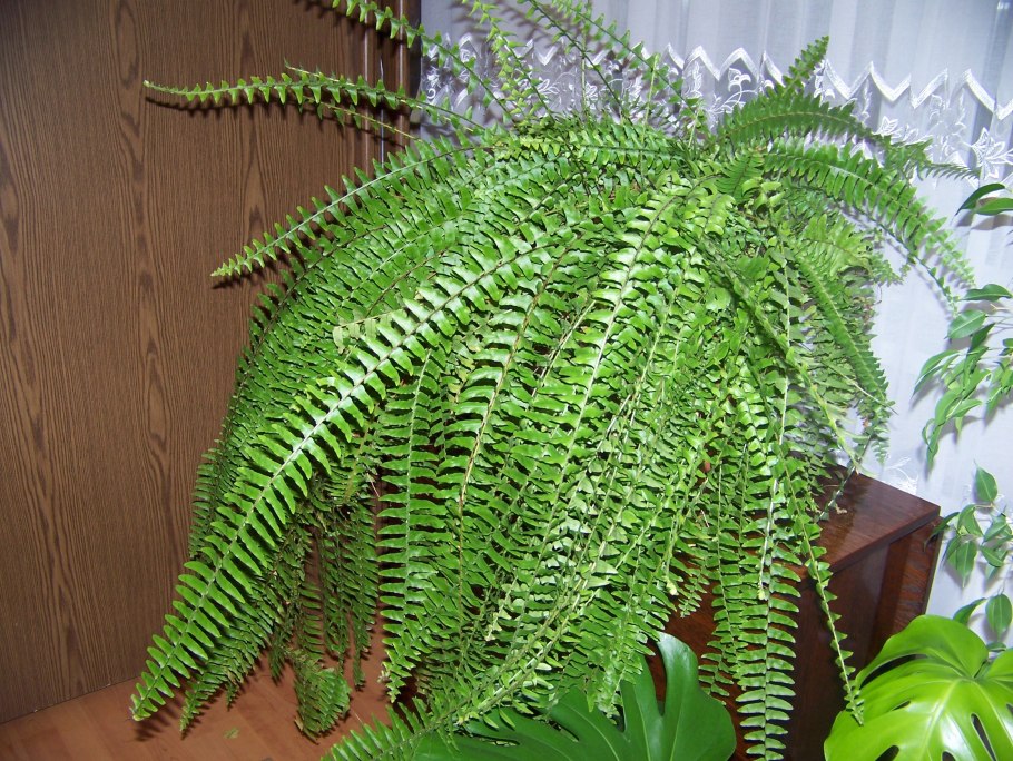 Dicksonia Antarctica растение