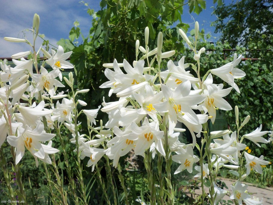 Лилия белоснежная-Lilium
