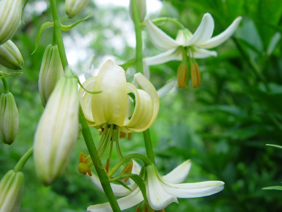 Лилия мартагон Альбифлорум