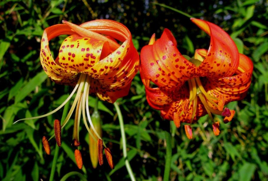 Lilium medeoloides