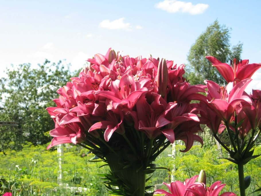 Лилия Джудит Саффинья