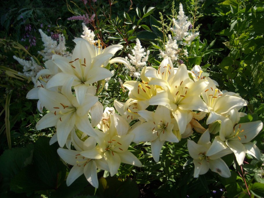 Дух цветения Лилия