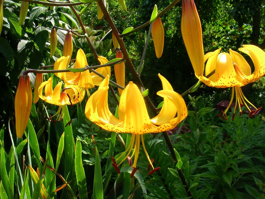 Материнская плата MSI 865gvm2-LS