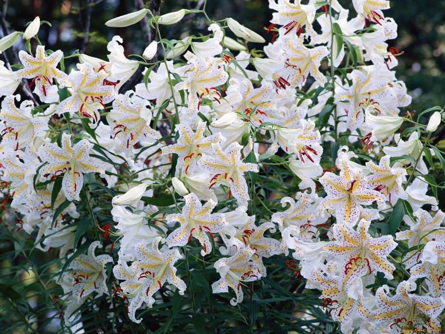 Лилия Восточная Экстраваганза