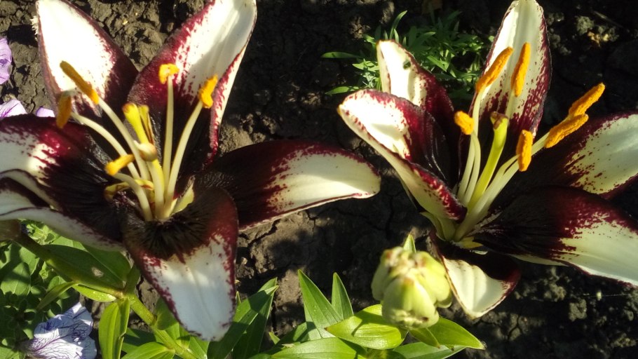 Осенние лилии фото