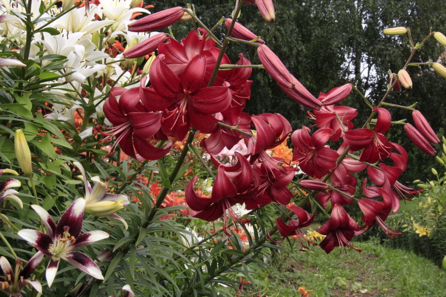 Лилия Цитронелла тигровая желтая