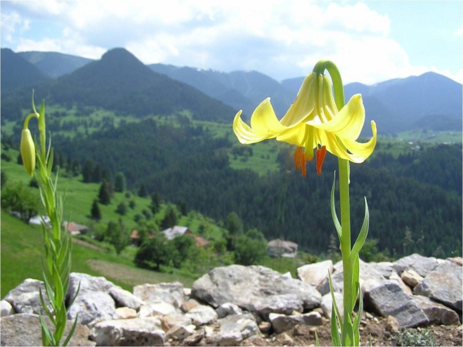 Лесные лилии Приэльбрусье