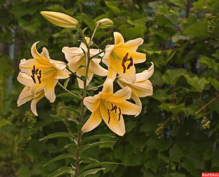 Лилия Марлен тигровая