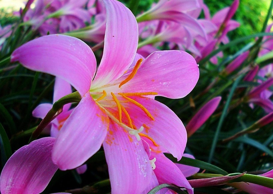 Лилия леопардовая — Lilium pardalinum