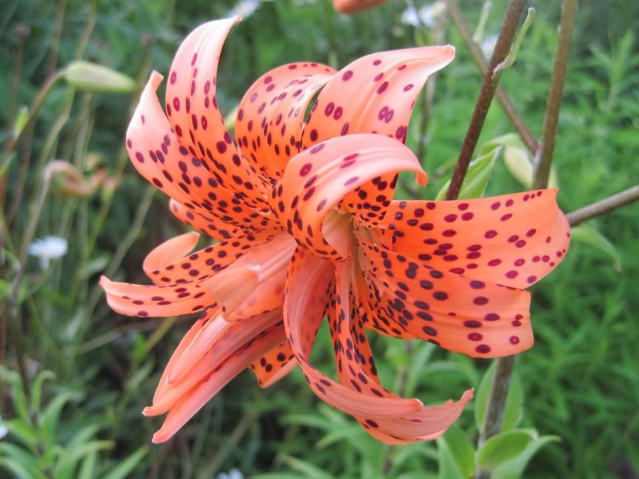 Лилия Восточная Сантандер