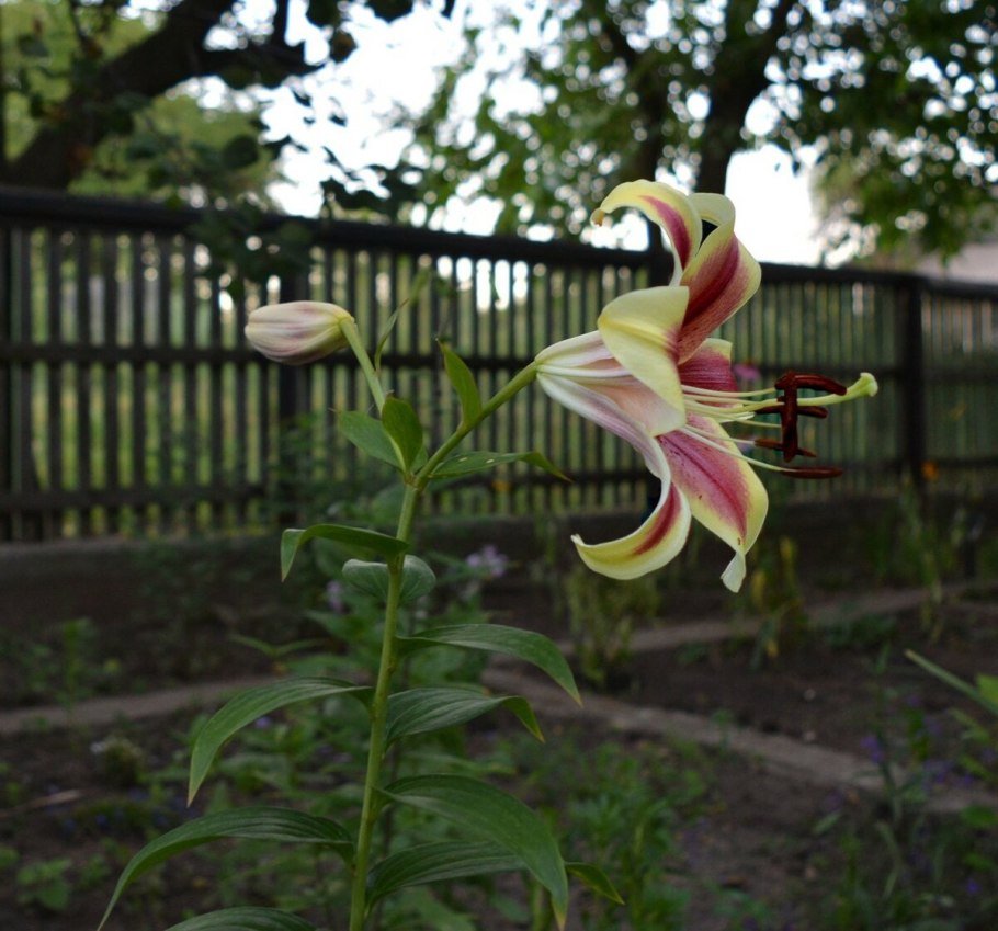 Полевые лилии в Израиле