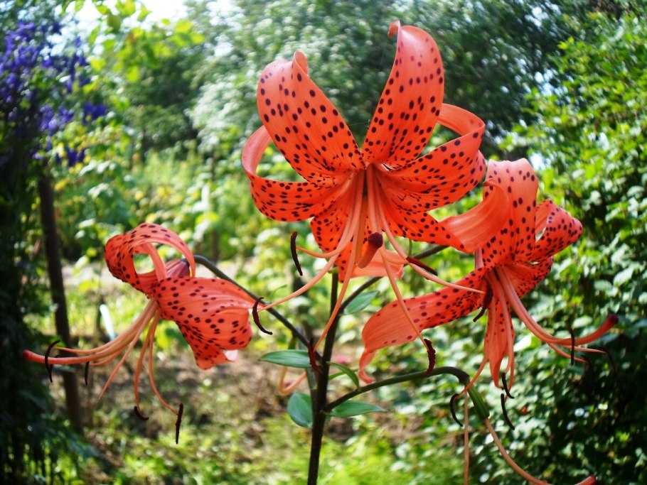 Лилия от-гибрид Сиэтл