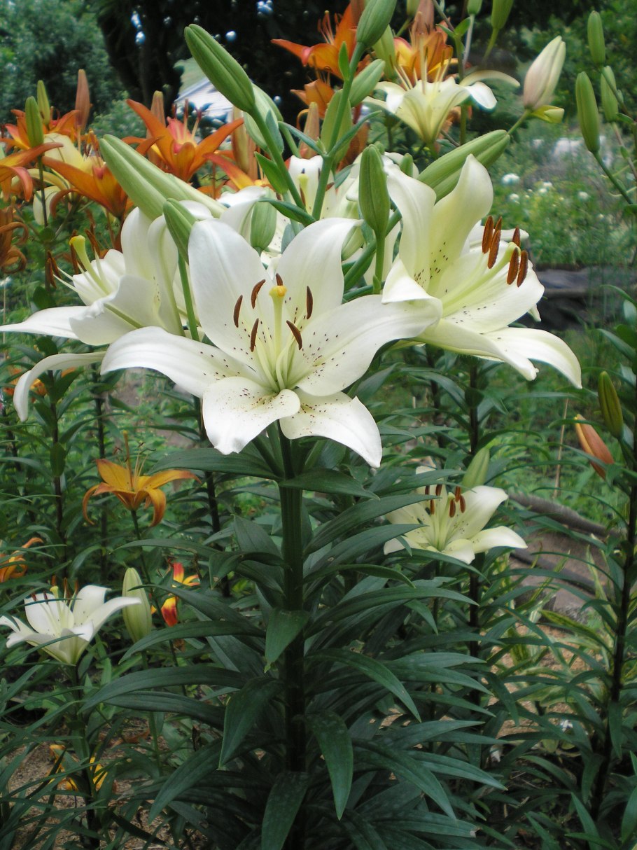 Лилия сорт Пикассо