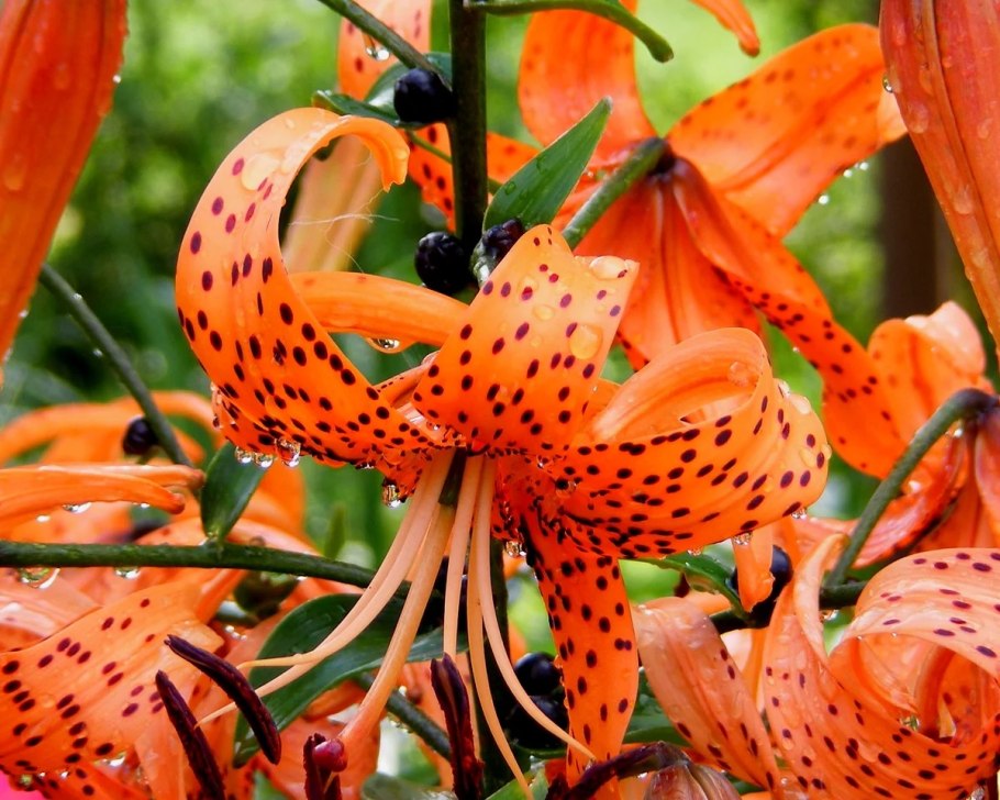 Лилия el Capitan