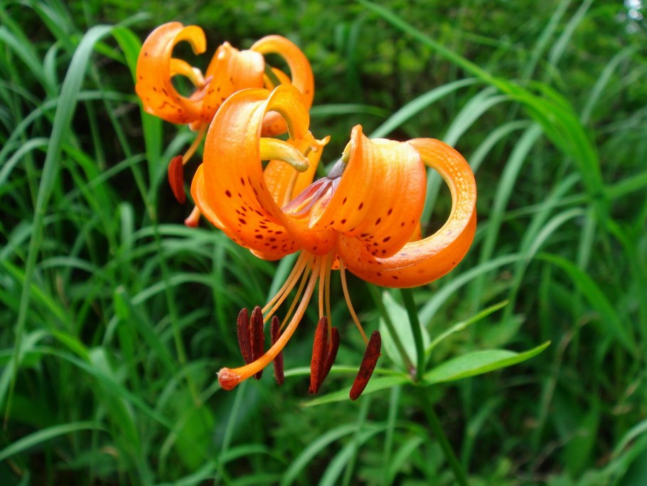Лилия тигровая цветник
