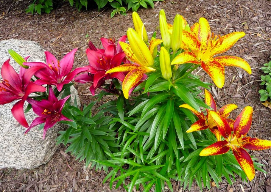 Красивые лилии в саду