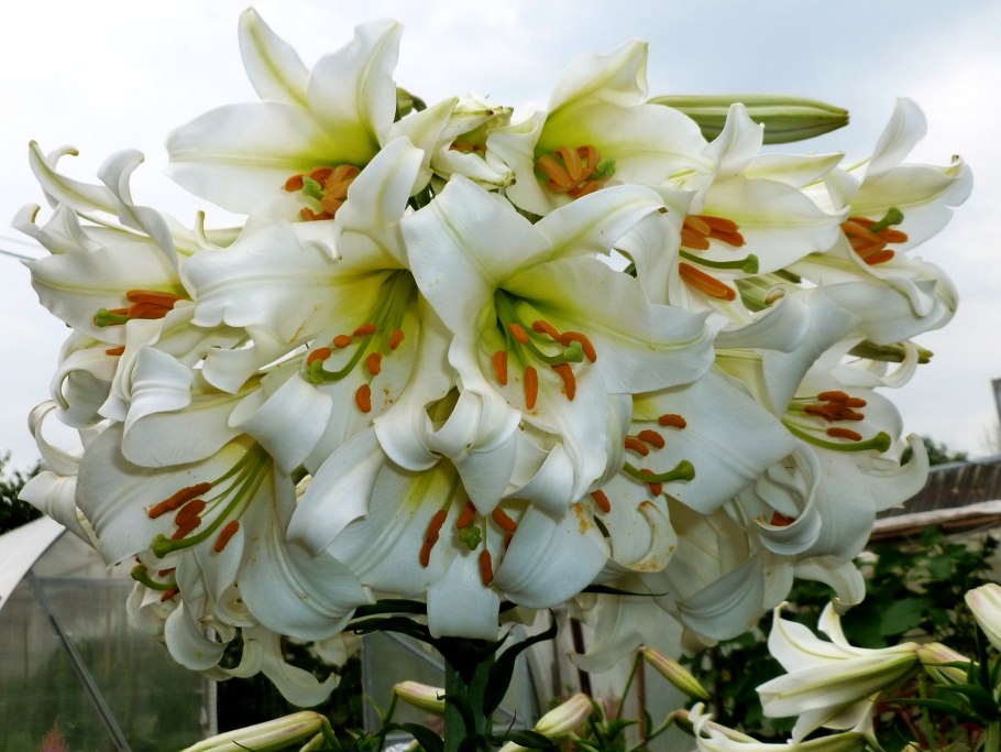 Лилия Гарден Эффеэр