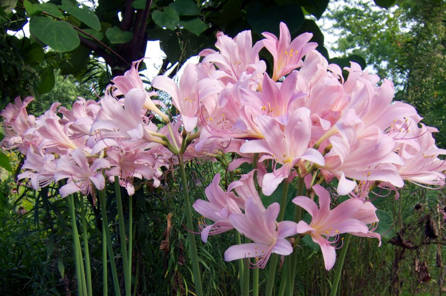 Лилия цветы луковичные