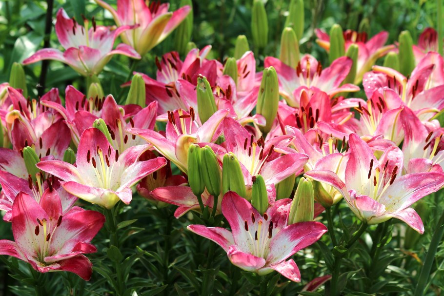 Лилия Июльская