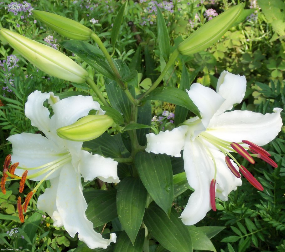 Цветок Клеопатра Лилия