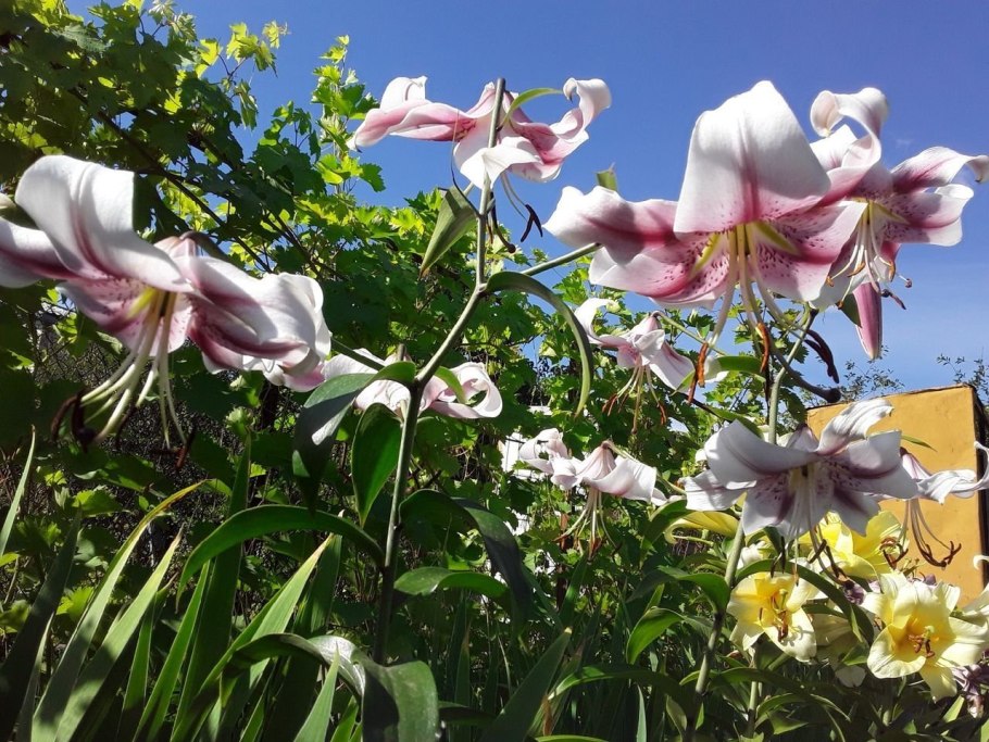 Лилия Даурская желтая