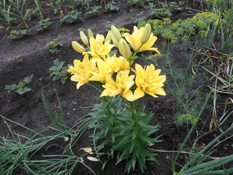 Лилия Сорокаба азиатская низкорослая