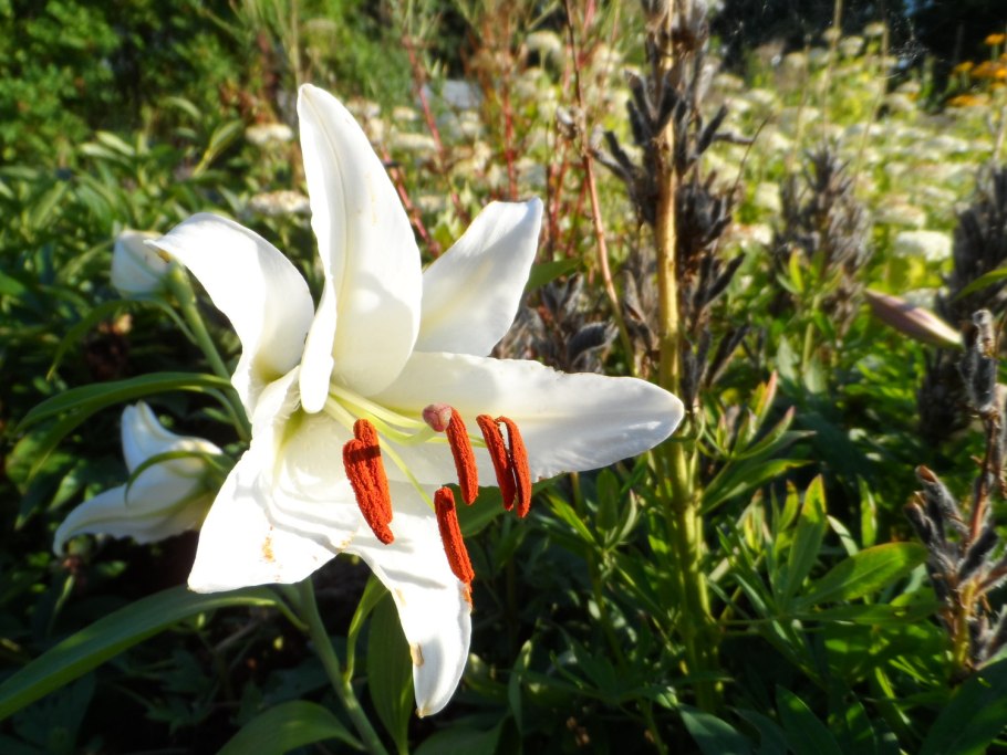 Лилия азиатская Марлен