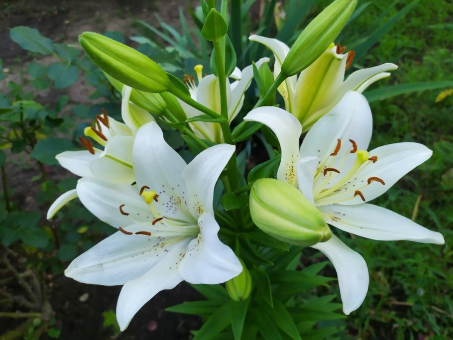 Пиретрум с лилиями