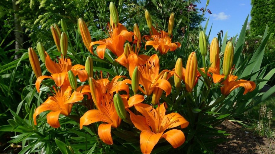 Лилия Садовая луковицы