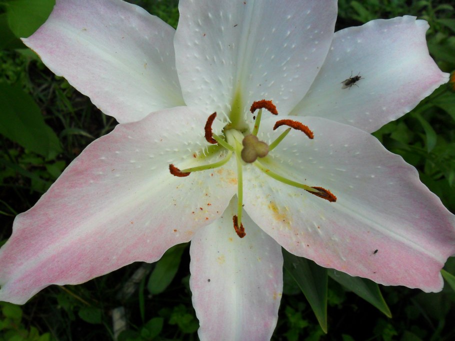 Лилии с необычными бутонами