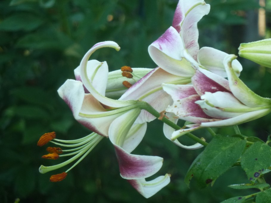 Лилия Кандидум гибриды (СANDIDUMHYBRIDS)