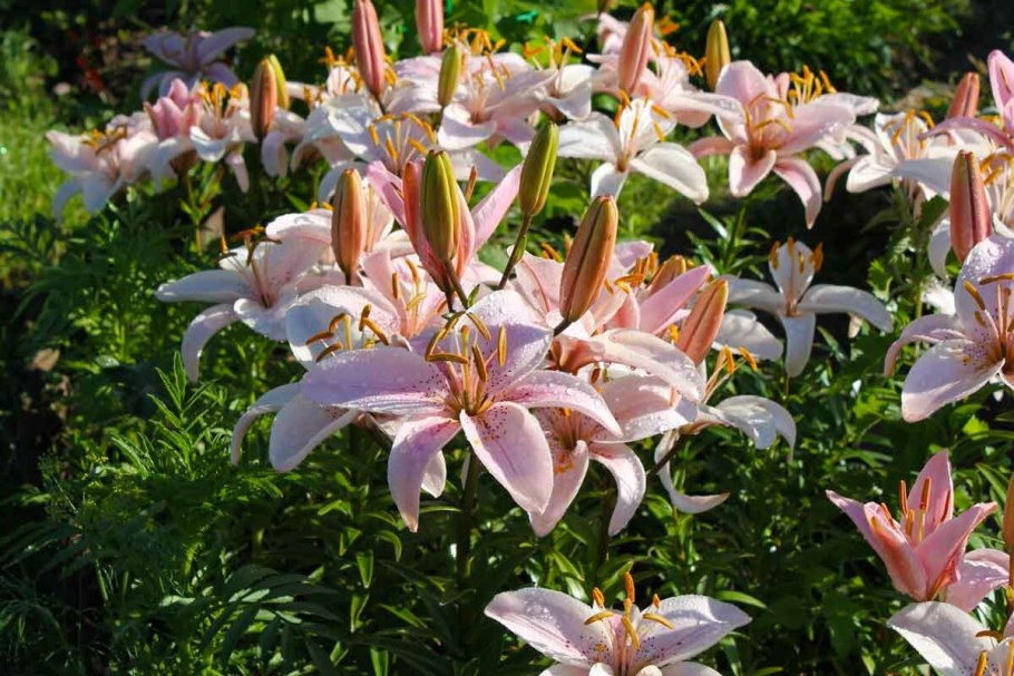 Лилия кудреватая мартагон