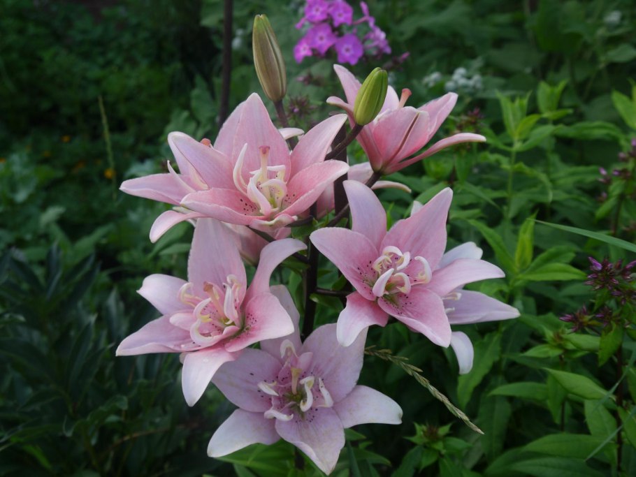 Лилия-дерево Претти Вумен