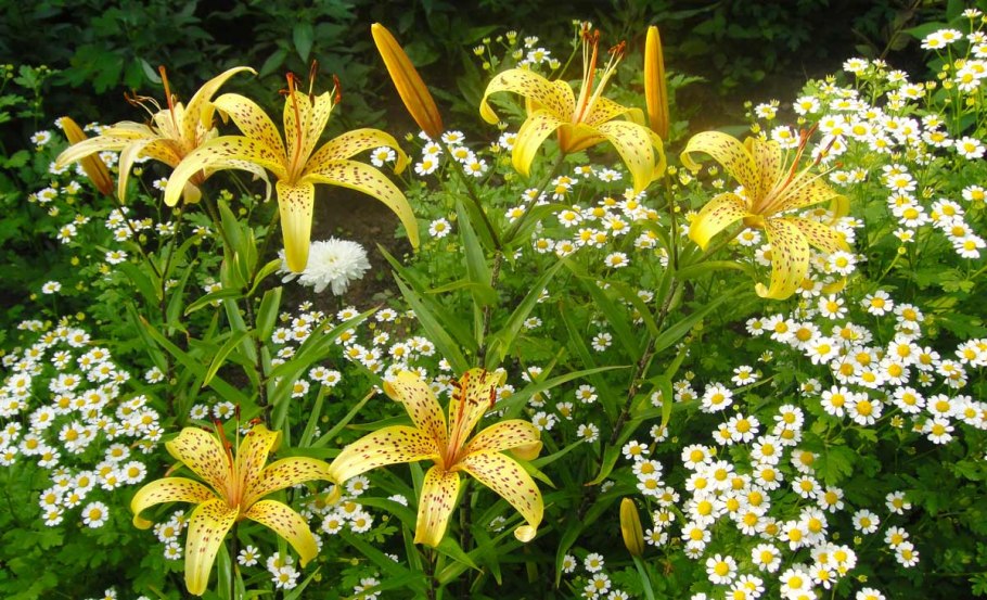 Лилия Пиренейская