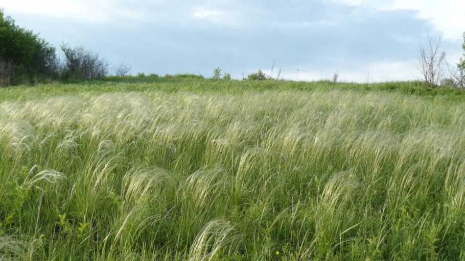 Ковыль перистый розовый