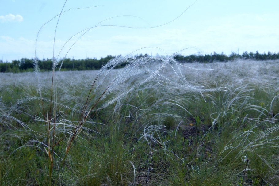 Ковыль Белгородской области