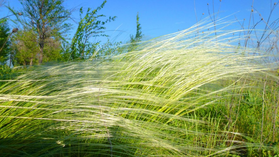 Ковыль тончайший (Stipa tenuissima) "Angel hair"