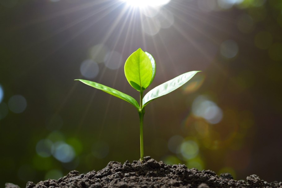 Верблюжья колючка стебель