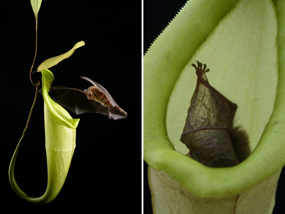 Растения озера