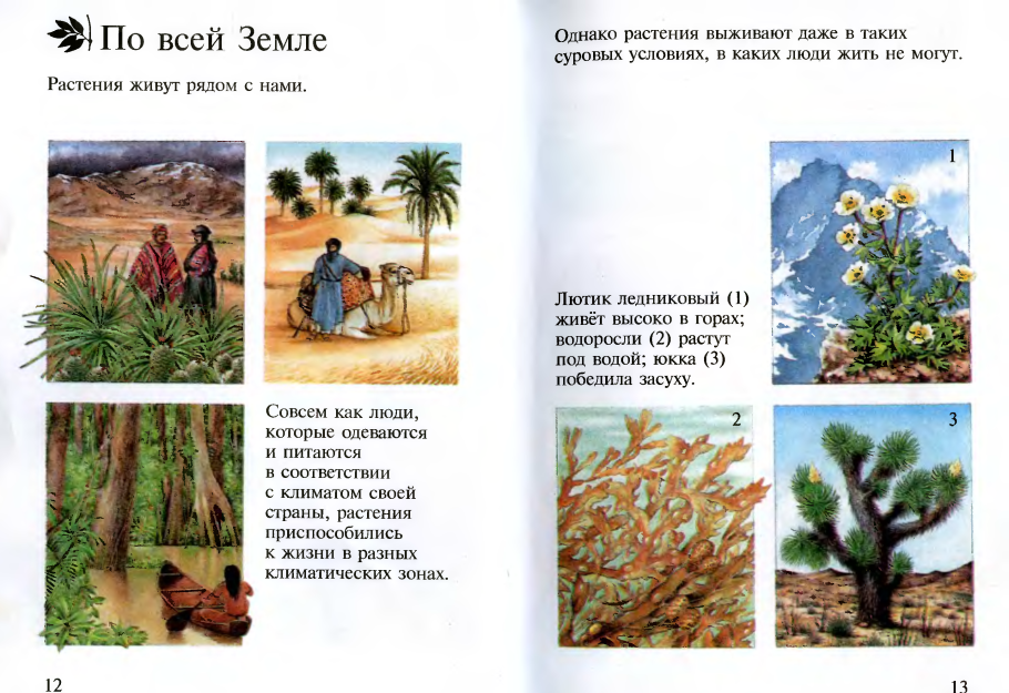 Клевер ксерофит