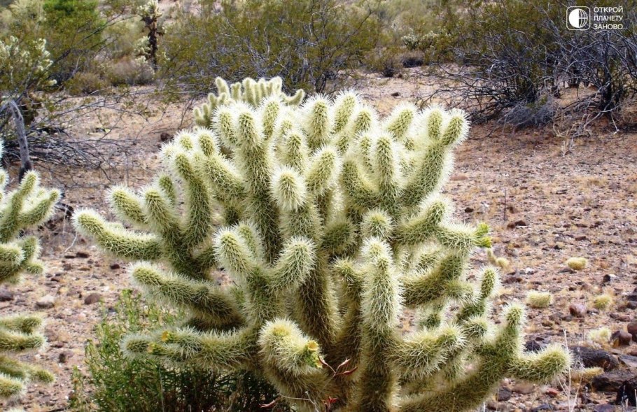 Живой напочвенный Покров леса