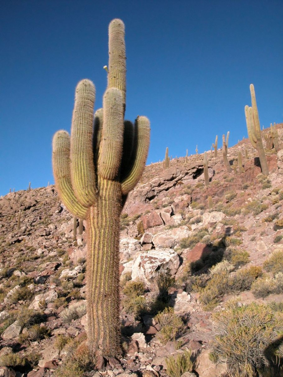 Кактус в пустыне