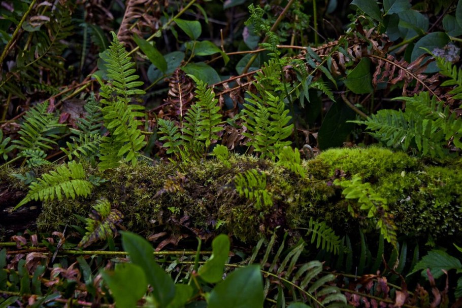 Засуха и засухоустойчивость